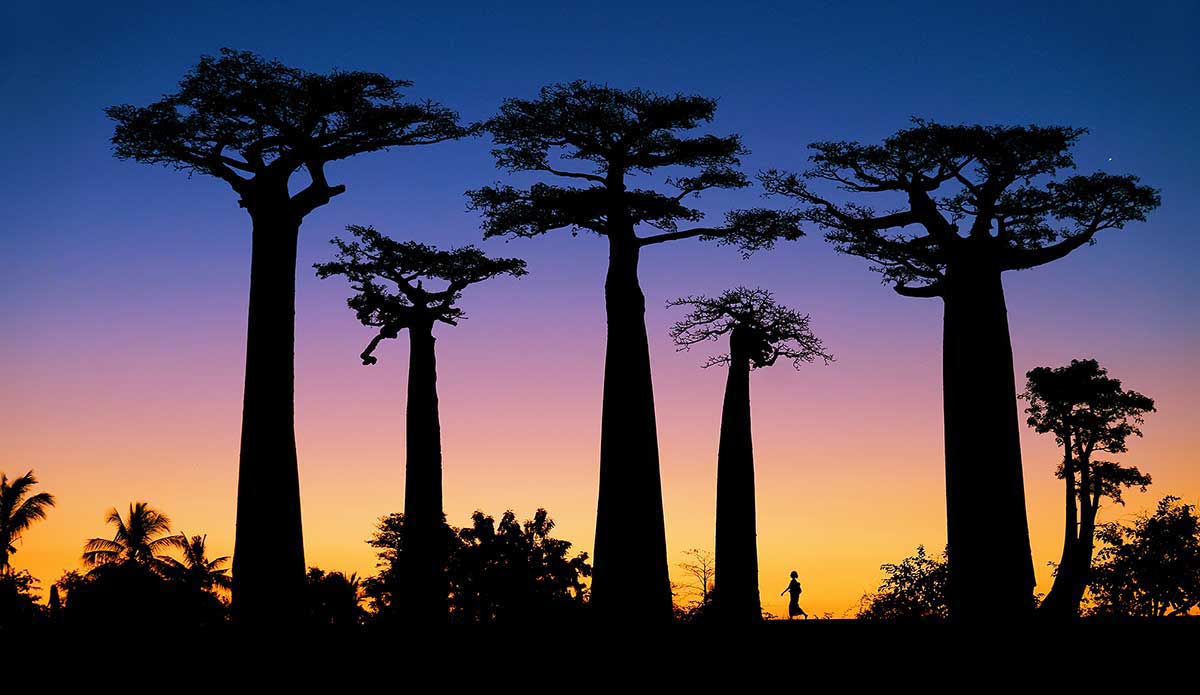 由五十棵猴麵包樹組成的猴麵包樹大道，令人歎為觀止的日出美景。(攝影/金峰)