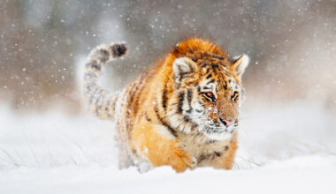 東北虎主要棲息在俄羅斯西伯利亞、朝鮮及中國東北，數量已迅速減少，面臨生存危機。(圖片／GettyImages)