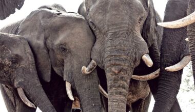 隨著大象數量的增加，辛巴威萬基國家公園的環境負荷已逐漸超載。(攝影／Bruno Zanzottera／PARALLELOZERO)