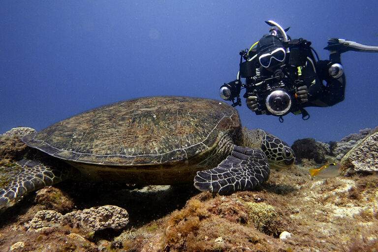 作者蘇淮移居小琉球後，經常下潛觀察海龜一整天。(攝影／陳芃諭)