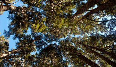 在海拔兩三千公尺的台灣鐵杉林間，直挺聳立的樹幹，仰頭望著天空幾乎被枝葉所遮蔽。(攝影／王志宏)