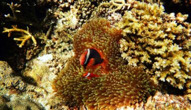 在菲律賓巴拉望的熱帶海域裡，小丑魚躲在海葵裡，構成一片豐富生態景觀，(攝影／王志宏)