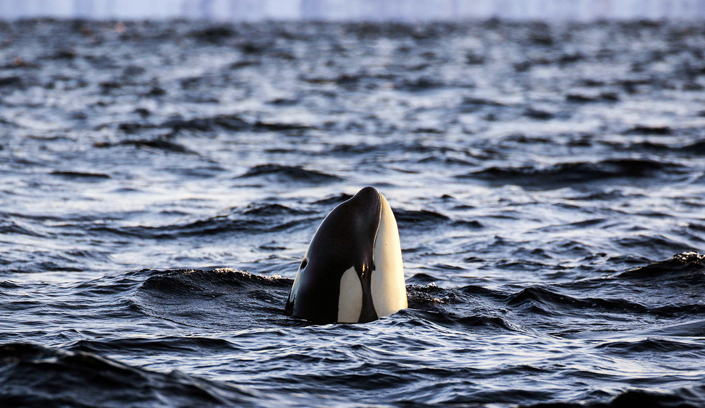 作者前往挪威極圈的峽灣海域，在冰冷海水中，近距離捕捉虎鯨身影。(攝影／金磊)
