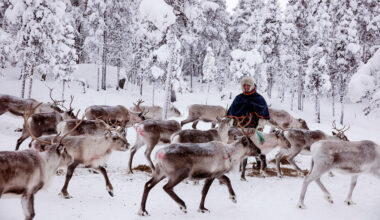 牧民特瓦涅米站在鹿群之中，在冬季，供給鹿群額外的飼料，使其飲食不虞匱乏。(攝影／Joel Redman／INSTITUTE)