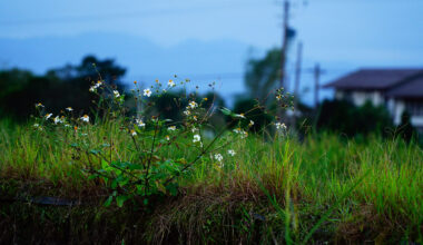 不起眼的雜草，是肥沃田野的指標，繽紛的田野，野草恣意生長。(攝影／陳應欽)