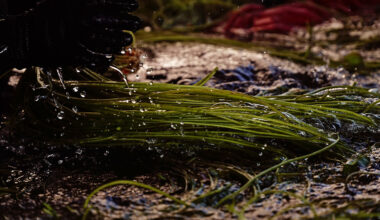 採收水蓮得整天泡在水裡，在池中清洗與整理水蓮的細莖。(攝影／陳應欽)