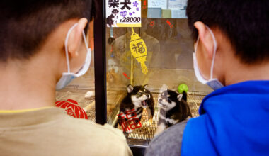 一臉呆萌的柴犬，剛斷奶就被送進展售櫥窗。(攝影／安培淂)