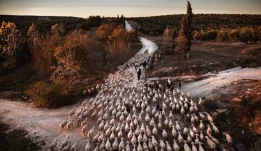 冬日夕陽下，阿勒康家族引領的六百隻群羊大隊，踏上最後一里路，趕在天黑前抵達休憩區。(攝影／Susana Giron／INSTITUTE)