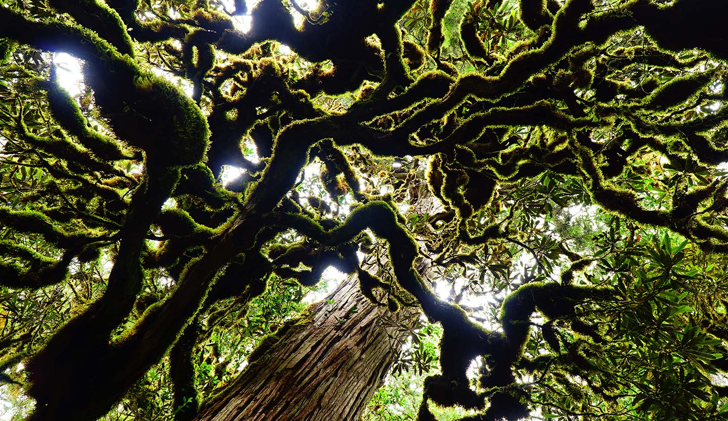 森林內苔蘚植物爬滿枝條，彷彿走進阿凡達的電影場景。(攝影／陳應欽)