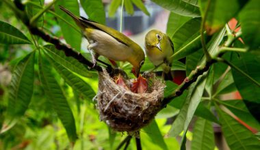 馬拉巴栗樹上的綠繡眼鳥巢，有趣的是這幅親鳥育雛圖，背景竟在公寓陽台。(攝影／王慧思)