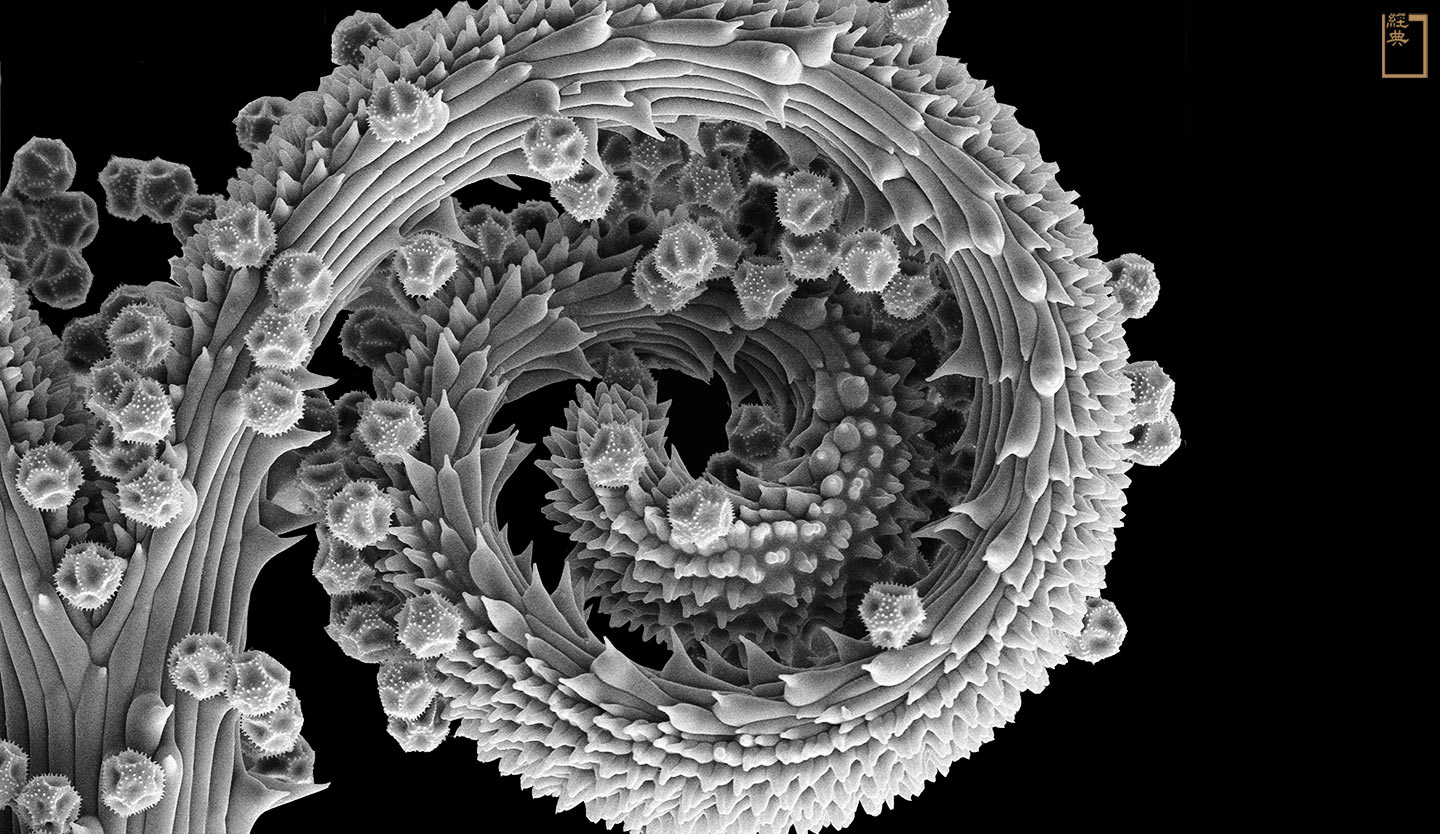 掃描式電子顯微鏡鏡頭下的兔兒菜花柱頭與花粉，形態構造與肉眼直觀大異其趣。(攝影／黃世澤)