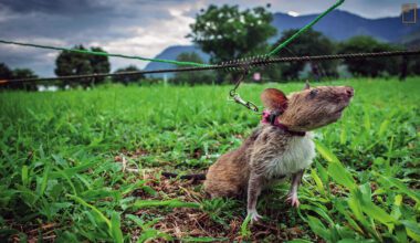 嗅覺靈敏的非洲巨鼠在訓練場上按部就班，受訓成為掃雷勇士。(攝影／Karl Mancini／PARALLELOZERO)