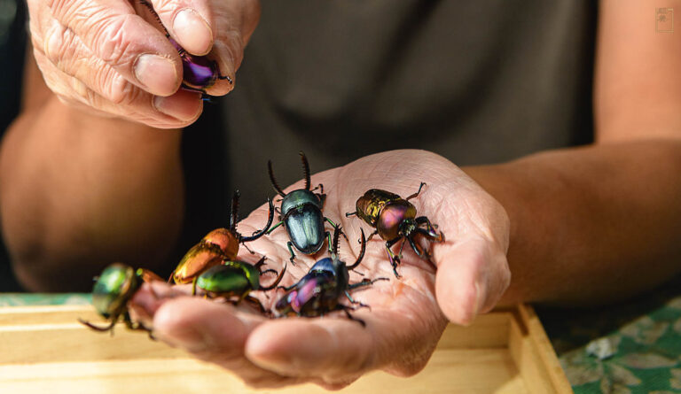 擁有五顏六色體色的印尼金鍬形蟲，成蟲壽命不到半年。昆蟲之於人類或許極其渺小，但其實扮演了重要角色。(攝影／安培淂)