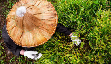 九月份宜蘭雙連埤的犬香薷採收一景。(攝影／安培淂)