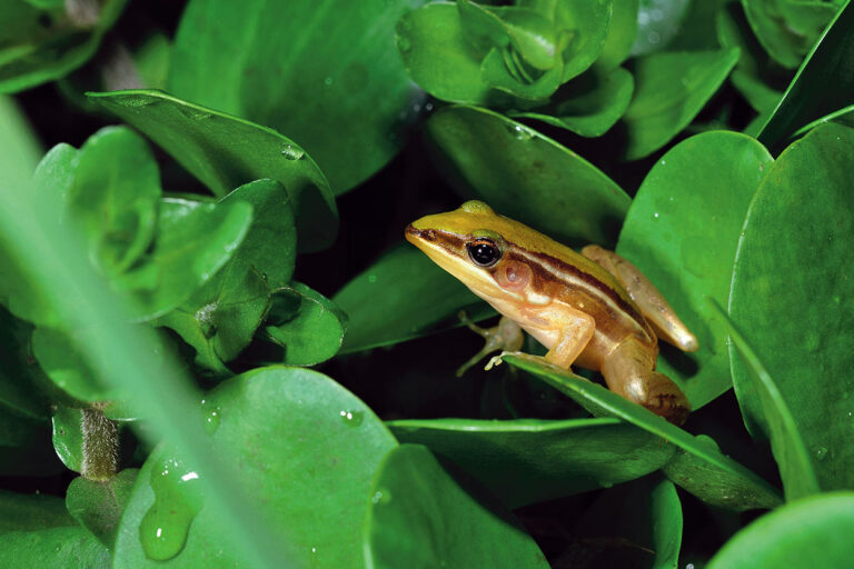 台北赤蛙(雷公蛙)過去普遍棲息於淺山梯田、茶園、蓮池裡，以「嘰、嘰」鳴聲相依相伴。(攝影／游崇瑋)