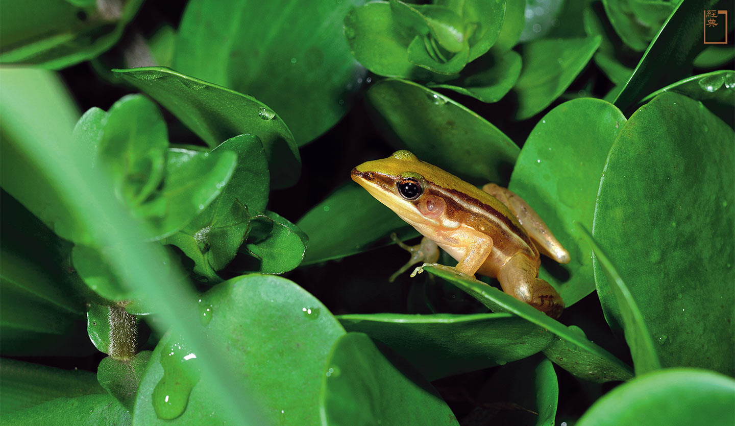 台北赤蛙(雷公蛙)過去普遍棲息於淺山梯田、茶園、蓮池裡，以「嘰、嘰」鳴聲相依相伴。(攝影／游崇瑋)