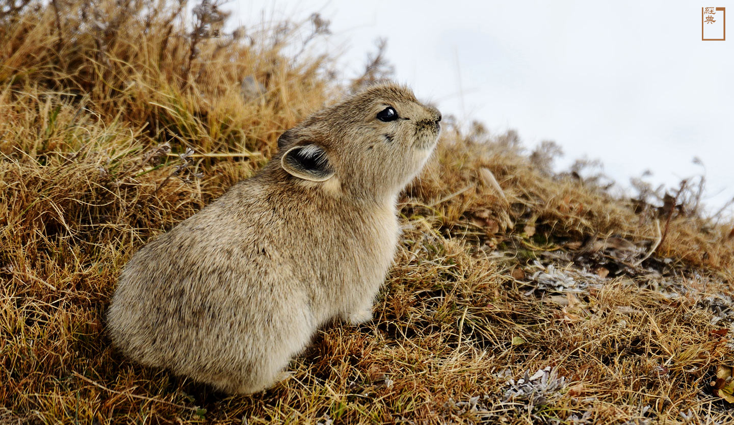 在高原上穴居的高原鼠兔，有著短腿、小耳以及短胖身軀，集合了所有可愛元素。(攝影／游崇瑋)