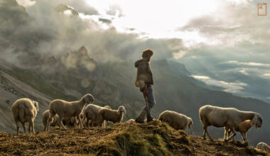 每逢夏日，牧羊人法比歐都會將他的羊群帶上義大利東北部的多洛米蒂山脈，並在山上的牧場度過愜意的時光。(攝影／Bruno Zanzottera／PARALLELOZERO)