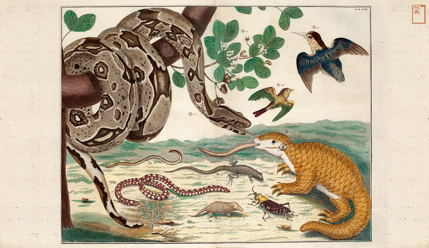 荷蘭植物學家塞巴一七三一年受委託為其收藏的動植物標本繪製插圖，其中包含來自福爾摩沙、被稱為「大員惡魔」的穿山甲。(圖片／Lambert van der Aalsvoort)