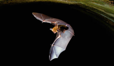 在暗夜中展翼飛行的是台灣特有亞種葉鼻蝠，牠緊抱著五六月出生、哺乳中的幼蝠，母蝠一年一胎，秋天受孕隔年生育，九月份幼蝠才學單飛。(攝影／周政翰)