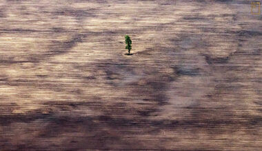 空中俯瞰玻利維亞東北部的熱帶雨林區，因計畫性滅林行動，原來的廣袤林地僅存一棵樹。(攝影／Matjaž Krivic)