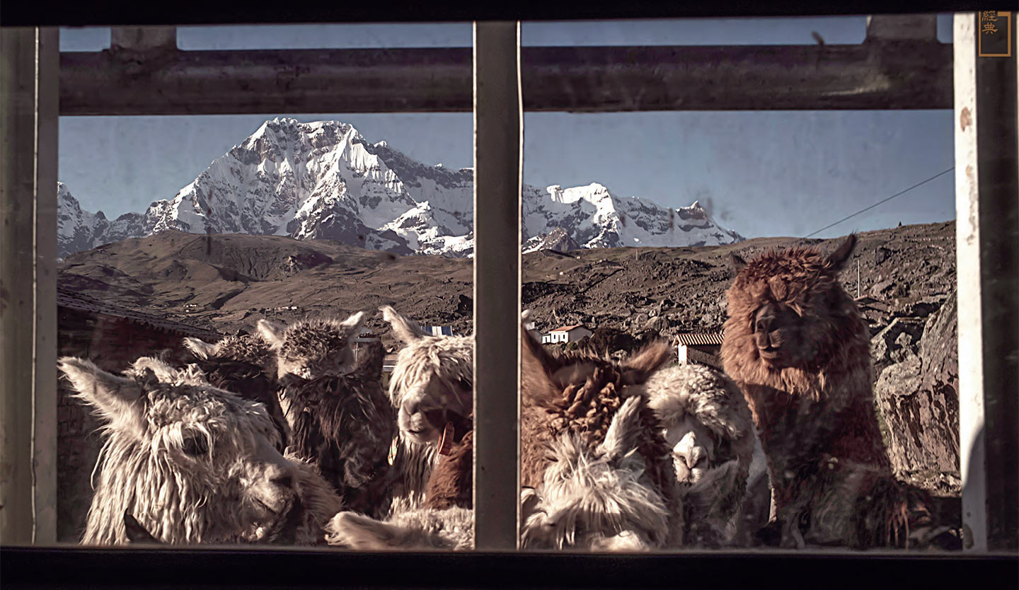 卡車內的羊駝與後方的秘魯高海拔山區，相映成趣。(攝影／Alessandro Cinque／Panos Pictures)