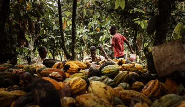 象牙海岸可可豆每年產出占全球四成，是名副其實的黑金。(攝影／Paul Lemaire／PARALLELOZERO)