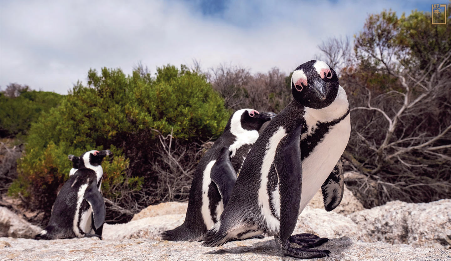 黑白相間的非洲企鵝是南非戴爾島上的美麗風景。(攝影／Tommy Trenchard／Panos Pictures)
