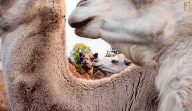 法國北方莫伯日城的朱利安農場八十頭駱駝中，一半出生農場，其餘購自加納利群島。(攝影／Jean-François Lagrot)