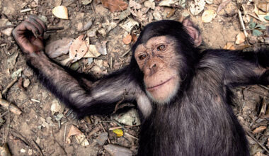 西非黑猩猩面臨許多生存威脅，人類造成牠們失去棲地、成為孤兒，但也有人嘗試極力彌補，設立保護中心，幾內亞的黑猩猩族群是否可以抓住這一線生機呢？(攝影／Guillaume Petermann)