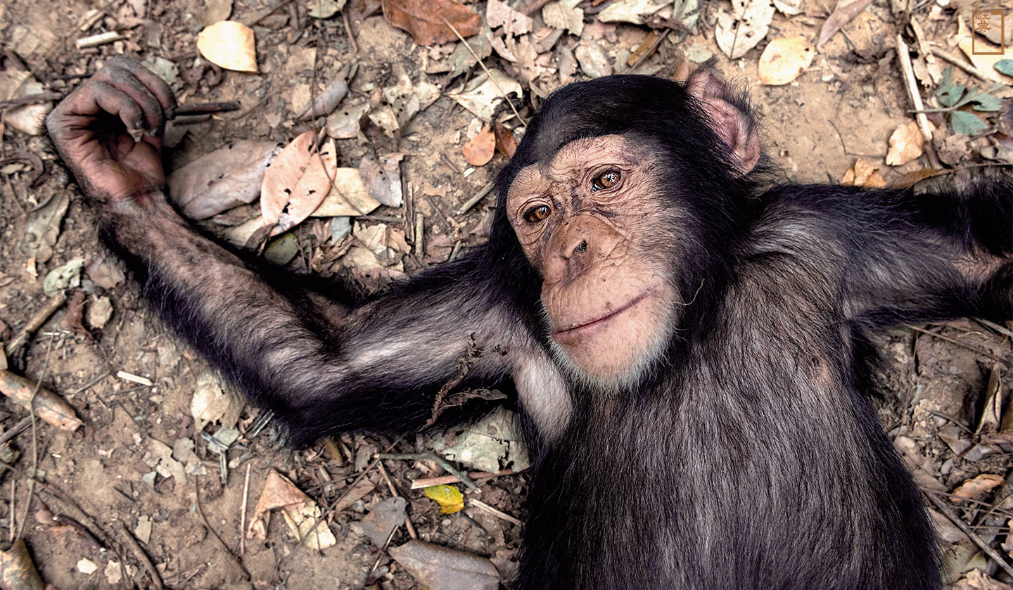 西非黑猩猩面臨許多生存威脅，人類造成牠們失去棲地、成為孤兒，但也有人嘗試極力彌補，設立保護中心，幾內亞的黑猩猩族群是否可以抓住這一線生機呢？(攝影／Guillaume Petermann)