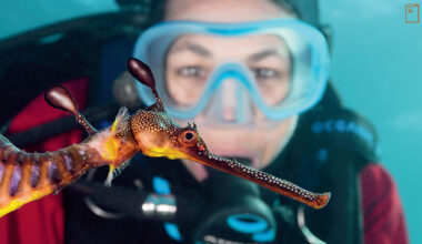 澳洲葉海馬魚俗稱草海龍，在潛水員前悠遊來去，草海龍外型亮眼，屬特有物種，只出現澳洲南方海域。(攝影／Brandon Cole)