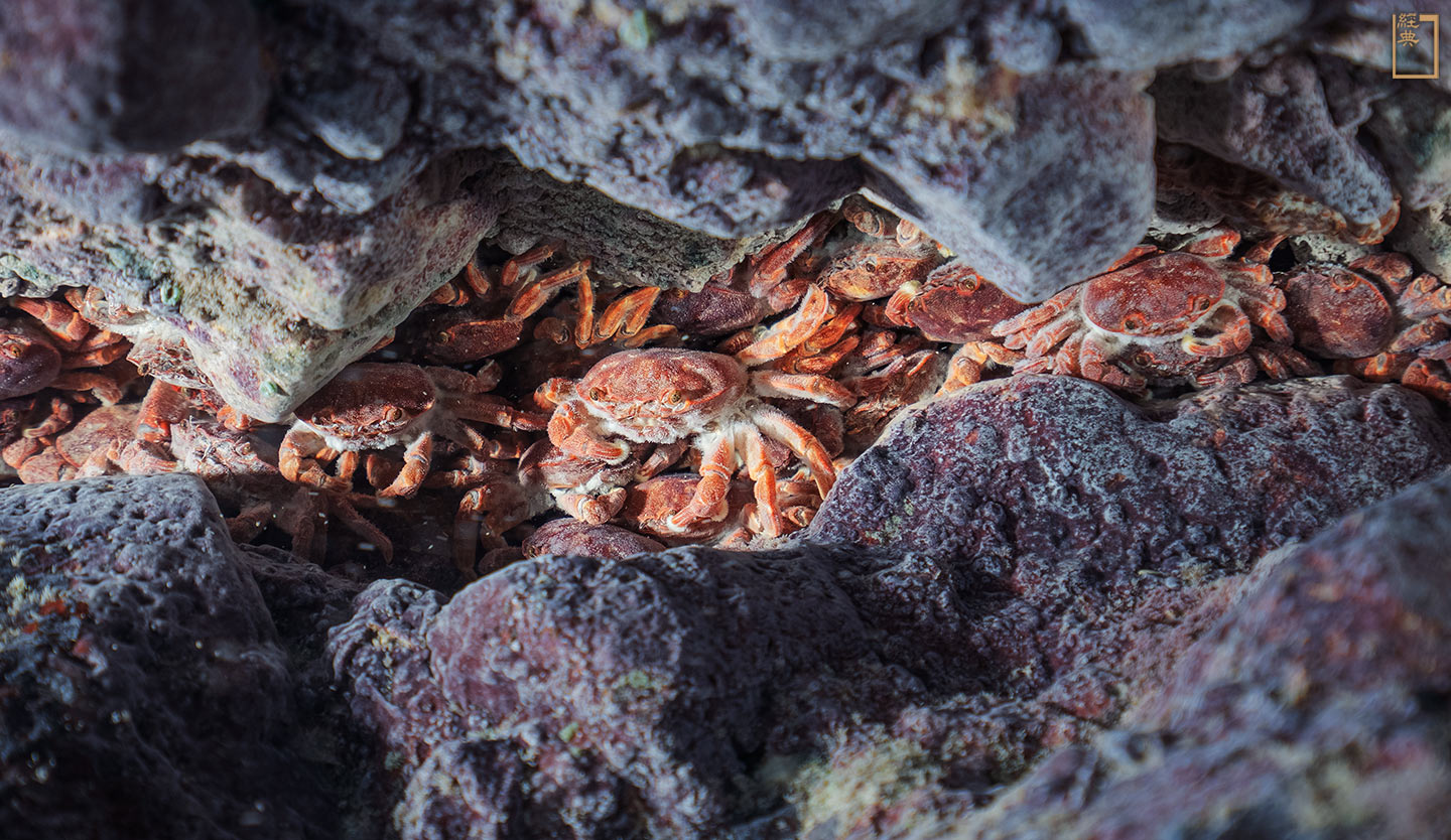宜蘭龜山島是眾所周知的火山島，海面下有哪些生物可以適應比一般海域還熱的環境？礁石縫隙中的烏龜怪方蟹告訴科學家們：「我在這裡」。(攝影／蘇淮)