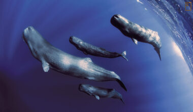 鯨豚本身就是社會性很強的動物，抹香鯨更有著多樣、複雜、緊密的家族關係。(攝影／金磊)