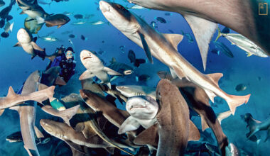數十條皺唇鯊聚集在餵食站，這是日本本州海底的有趣景觀，鯊魚牆後的女人輕鬆愜意。(攝影／Brandon Cole)