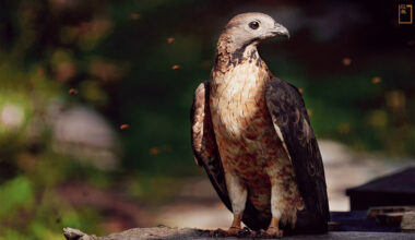 東方蜂鷹是珍貴稀有保育類野生動物，俗名鵰頭鷹，棲息於多種形態的森林，中低海拔到高冷山區皆可見。(攝影／沈錦豐)