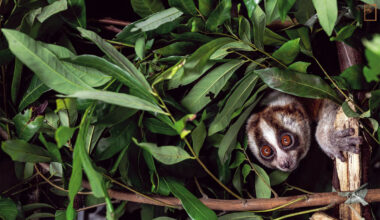 有著渾圓大眼的爪哇懶猴，被非法收養、交易頻繁，為了讓懶猴重返森林，過程得花費比獵捕更大的成本。(攝影／Garry Lotulung)