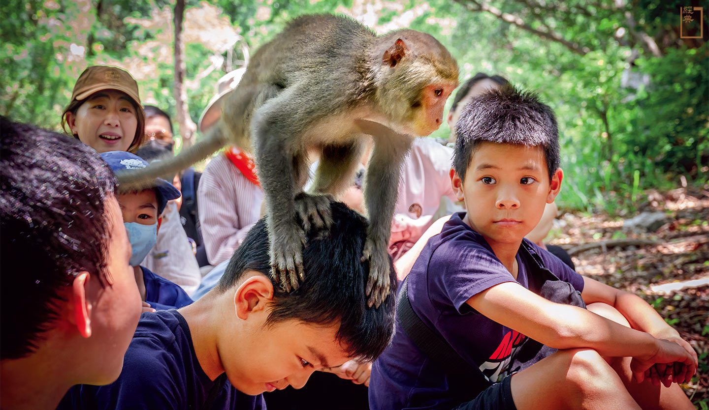 在高雄壽山上，台灣獼猴和人相遇成為日常風景，與我們食性相近的獼猴展現出驚人的適應力。(攝影／安培淂)